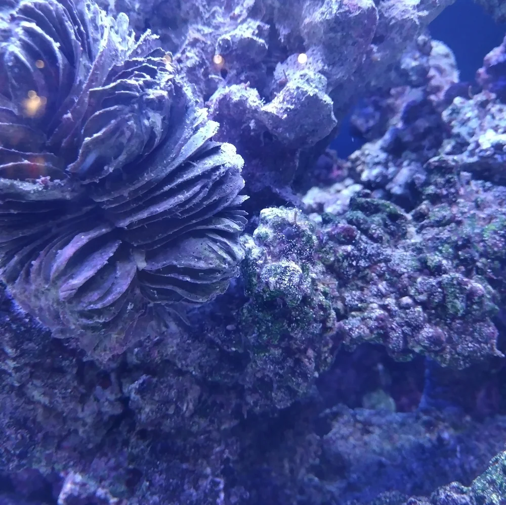 Fishtank/Aquarium